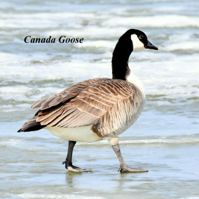 Canada Goose